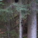 Bear Cubs Climbing the Tree
 / Медвежата на дереве
